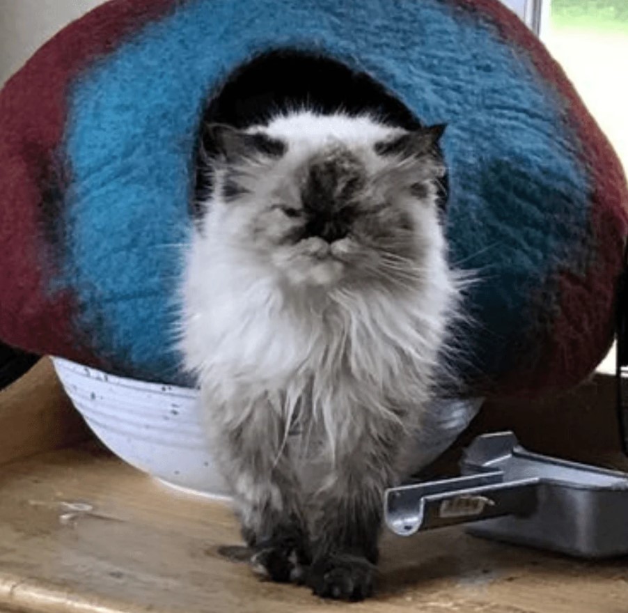 Slide image 0c2c56f97f8c4e6b8421106945ed9bfb