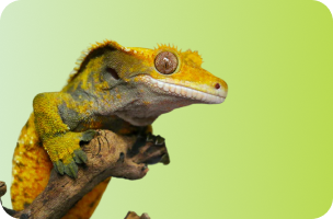 Reptile & Amphibian Supplies