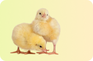 Farm Animal Supplies