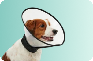 Pet Medical Supplies