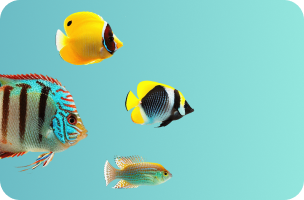 Fish & Aquatic Supplies